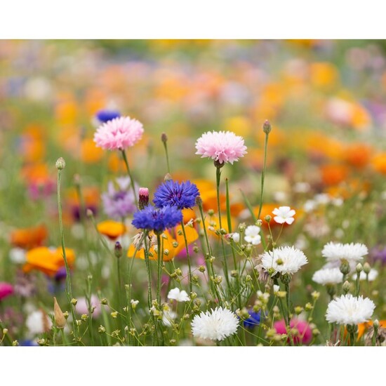 DIN A5 Wildblumen-Samenpapier