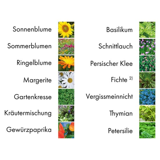 Pflanz-Set - 3er-Set - Sonnenblume / Margerite / Ringelblume