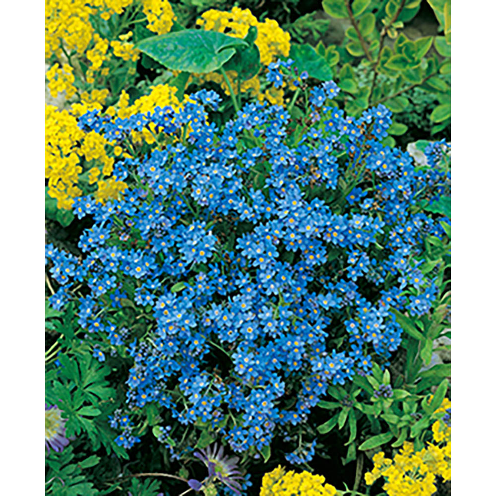 Tontöpfchen-Blume mit Samen - Vergissmeinnicht