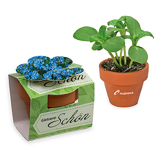 Tontöpfchen-Blume mit Samen - Vergissmeinnicht