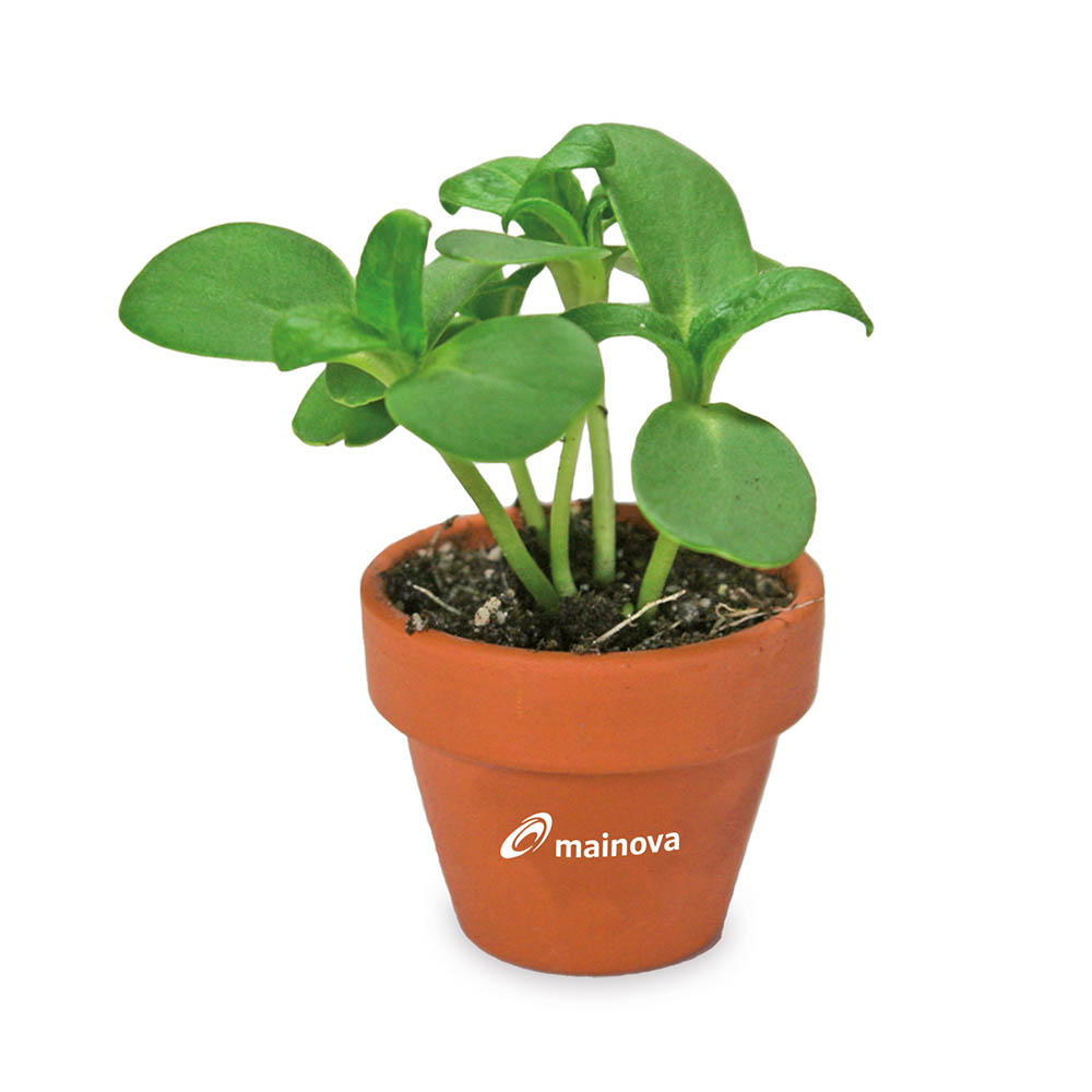 Tontöpfchen-Blume mit Samen - Basilikum inkl. Tampondruck