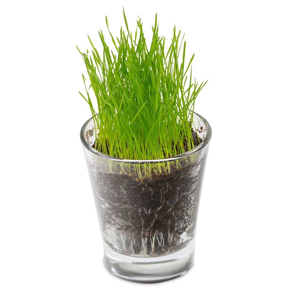 Caffeino-Glas mit Samen - Gartenkresse