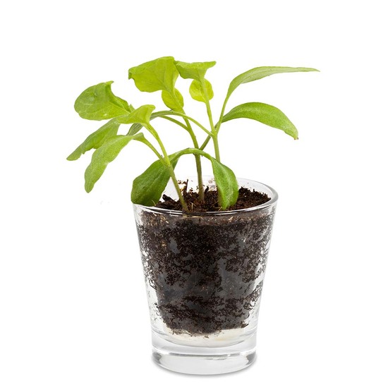 Caffeino-Glas mit Samen - Gartenkresse