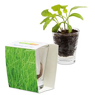 Caffeino-Glas mit Samen - Gras