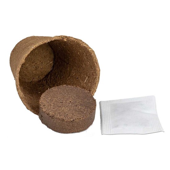 Anzucht-Set mit Samen - Margerite