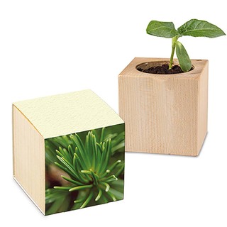 Pflanz-Holz mit Samen (Graspapier-Banderole) - Fichte