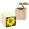 Pflanz-Holz mit Samen (Graspapier-Banderole) - Sonnenblume