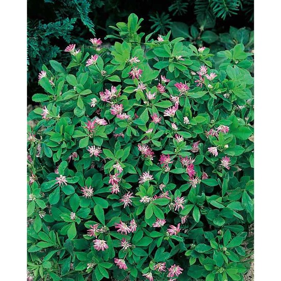 Pflanz-Holz mit Samen - Persischer Klee, 2 Seiten gelasert