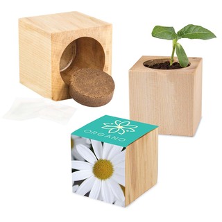 Pflanz-Holz Maxi mit Samen - Margerite, 2 Seiten gelasert