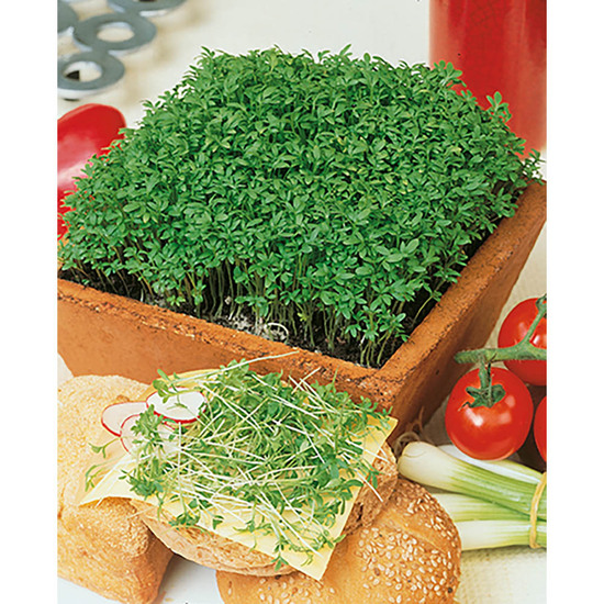 Pflanz-Holz Magnet mit Samen - Gartenkresse