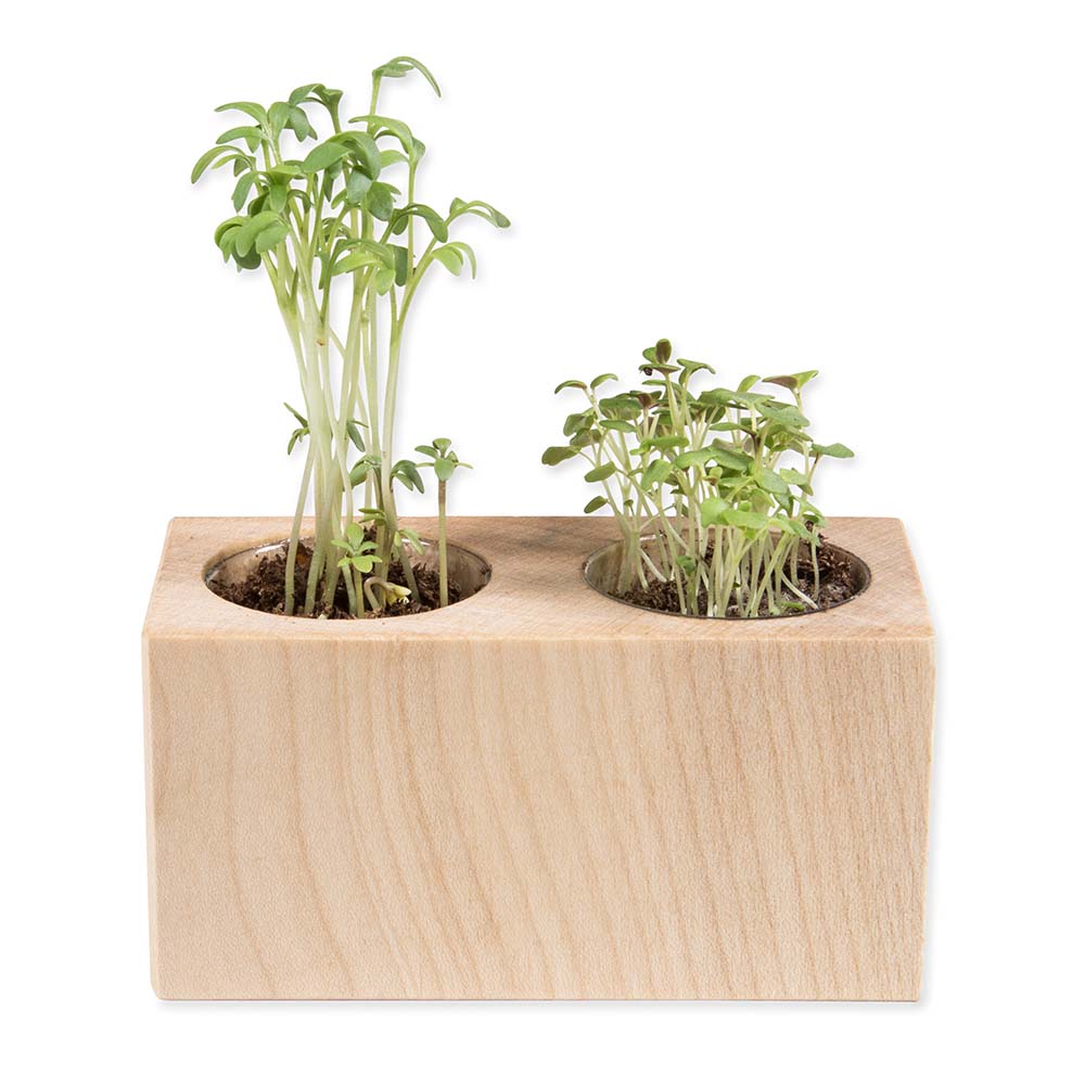 Pflanz-Holz 2er Set mit Samen - Basilikum