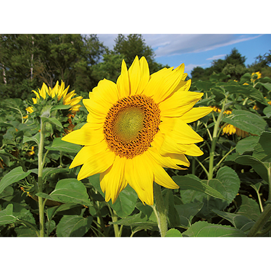 Pflanz-Holz Büro mit Samen - Sonnenblume, 1 Seite gelasert