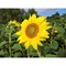 Pflanz-Holz Star-Box mit Samen - Sonnenblume