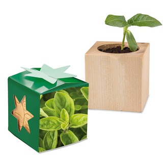 Pflanz-Holz Star-Box mit Samen - Majoran, 1 Seite gelasert
