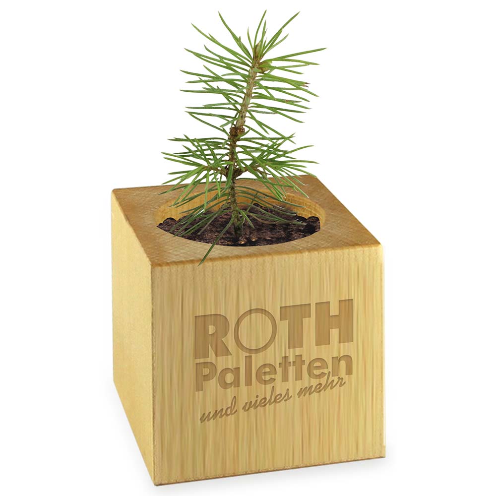 Pflanz-Holz Star-Box mit Samen - Ringelblume, 1 Seite gelasert
