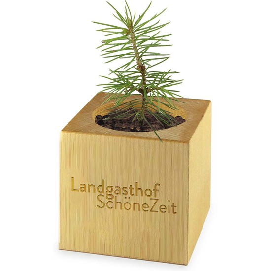 Pflanz-Holz Maxi Star-Box mit Samen - Gras, 1 Seite gelasert