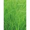 Pflanz-Holz Büro Star-Box mit Samen - Gras
