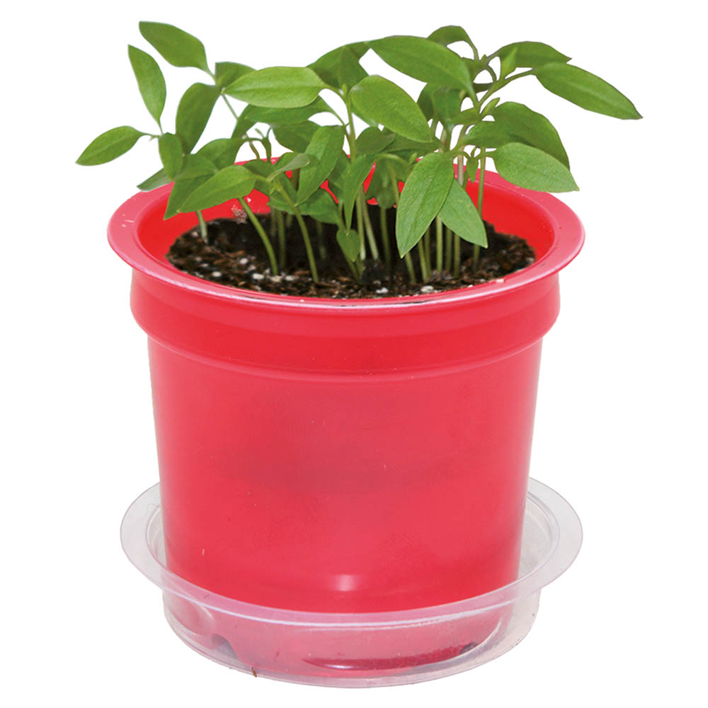 Florero-Töpfchen mit Samen - rot - Ringelblume