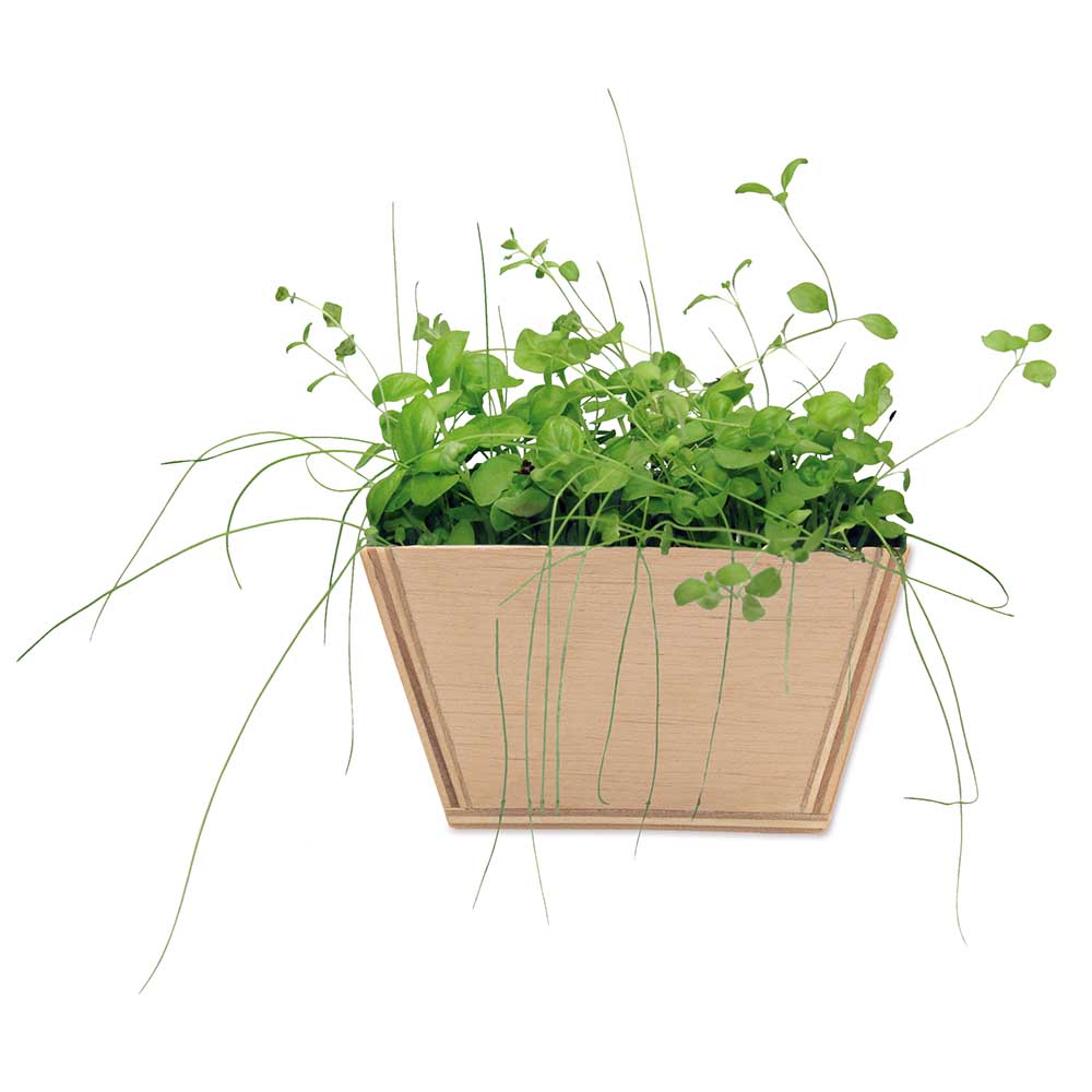 Mini-Beet mit Samen - Fichte