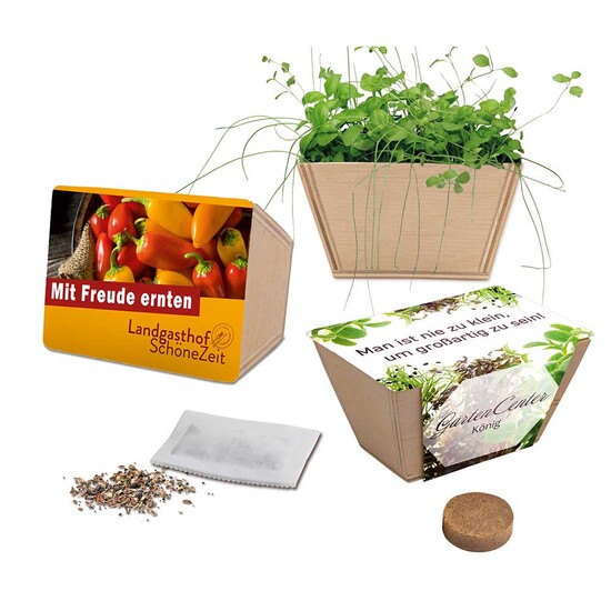 Mini-Beet mit Samen - Fichte