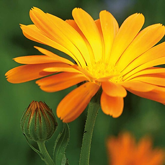 Samentütchen Mini - Graspapier - Ringelblume